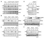 STUB1 Antibody in Western Blot (WB)