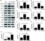 ERK1/ERK2 Antibody in Western Blot (WB)