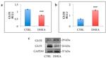 GLO1 Antibody in Western Blot (WB)