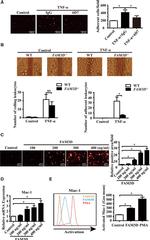 CD11b (activation epitope) Antibody in Flow Cytometry (Flow)