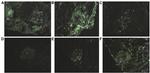 TRA-1-81 (Podocalyxin) Antibody in Immunohistochemistry (IHC)