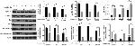 Bcl-2 Antibody in Western Blot (WB)