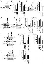 EEF2 Antibody in Western Blot (WB)