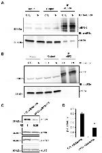 EEF2 Antibody in Western Blot (WB)