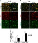 CD86 (B7-2) Antibody in Immunohistochemistry (IHC)