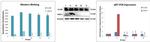 COX2 Antibody in Western Blot (WB)