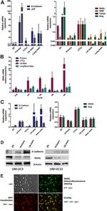 E-cadherin Antibody in Western Blot (WB)