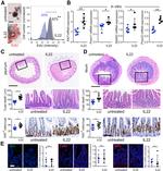 F4/80 Antibody in Immunohistochemistry (Frozen) (IHC (F))