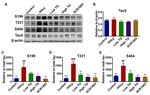 Phospho-Tau (Ser199) Antibody in Western Blot (WB)