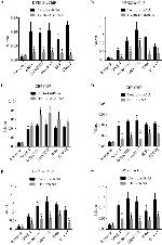 CBP Antibody in ChIP Assay (ChIP)