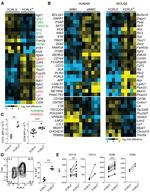 T-bet Antibody in Flow Cytometry (Flow)