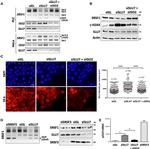 SRSF3 Antibody