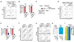 IFN gamma Antibody in Flow Cytometry (Flow)