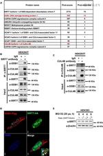 DDB1 Antibody in Western Blot (WB)