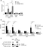 ROR gamma (t) Antibody in Western Blot (WB)