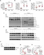 NFATC2 Antibody in Western Blot (WB)