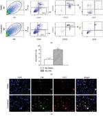 GILZ Antibody in Flow Cytometry (Flow)