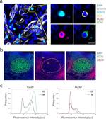 Pan Cytokeratin Antibody in Immunocytochemistry (ICC/IF)