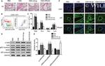 CD4 Antibody in Flow Cytometry (Flow)