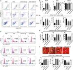 CD4 Antibody in Flow Cytometry (Flow)