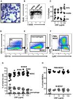 CD16/CD32 Antibody in Neutralization (Neu)