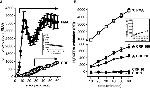 CD16/CD32 Antibody in Neutralization (Neu)