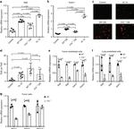 CD16/CD32 Antibody in Flow Cytometry (Flow)