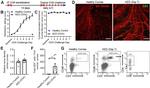 CD3e Antibody in Immunocytochemistry (ICC/IF)