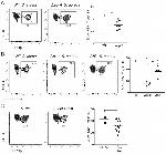 CD4 Antibody in Flow Cytometry (Flow)