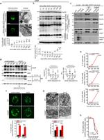 CD3 Antibody in T-Cell Activation (TCA)