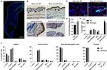 CD45 Antibody in Immunohistochemistry, Flow Cytometry (IHC, Flow)