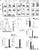 IFN gamma Antibody in T-Cell Activation (TCA)