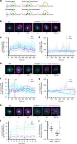 CD3 Antibody in T-Cell Activation (TCA)