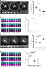 CD3 Antibody in T-Cell Activation (TCA)