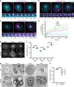 CD3 Antibody in T-Cell Activation (TCA)