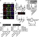 CD3 Antibody in T-Cell Activation (TCA)