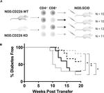 CD4 Antibody in Flow Cytometry (Flow)