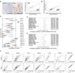 CD8 Antibody in Immunohistochemistry, Immunohistochemistry (Paraffin) (IHC, IHC (P))