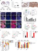 CD8 Antibody in Immunohistochemistry (IHC)