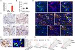 CD8 Antibody in Immunohistochemistry, Flow Cytometry (IHC, Flow)