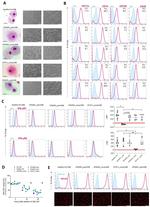 CD14 Antibody in Flow Cytometry (Flow)