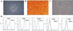 CD34 Antibody in Flow Cytometry (Flow)