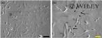 CD34 Antibody in Immunocytochemistry (ICC/IF)