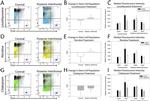 CD34 Antibody in Flow Cytometry (Flow)