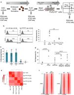 CD41a Antibody in Flow Cytometry (Flow)