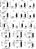 Ki-67 Antibody in Flow Cytometry (Flow)