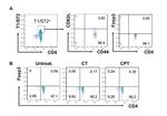 CD62L (L-Selectin) Antibody in Flow Cytometry (Flow)