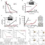 CD49f (Integrin alpha 6) Antibody in Flow Cytometry (Flow)