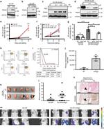 CD49f (Integrin alpha 6) Antibody in Flow Cytometry (Flow)