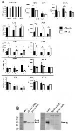 CD49f (Integrin alpha 6) Antibody in Flow Cytometry (Flow)